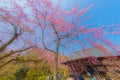 Tenryuji Temple (Kyoto Prefecture) Royalty Free Stock Photo