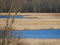 Montezuma Wildlife Refuge wetlands in early spring