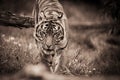 Tension as a tiger slowly approaches Royalty Free Stock Photo