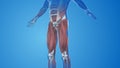 Tensor Fasciae Latae Muscles pain and injury