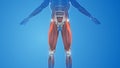 Tensor Fasciae Latae Muscles pain and injury