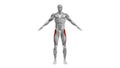 Anatomy of the Tensor Fasciae Latae Muscles