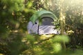 Tent Camping In Green Pine Forest