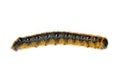 Tent Caterpillar Royalty Free Stock Photo