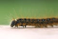 Tent Caterpillar Royalty Free Stock Photo