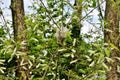 Tent caterpillar Royalty Free Stock Photo