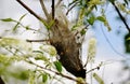 Tent caterpillar Royalty Free Stock Photo