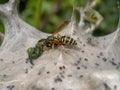 Tent caterpillar nest aka Lackey moth caterpillars, Malacosoma neustria, attacked by paper wasp,Polistes dominula