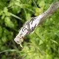 Tent caterpillar nest aka Lackey moth caterpillars, Malacosoma neustria, attacked by paper wasp,Polistes dominula