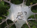 Tent caterpillar nest aka Lackey moth caterpillars. Malacosoma neustria. On Prunus spinosa twig.