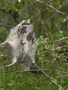 Tent caterpillar nest aka Lackey moth caterpillars. Malacosoma neustria. On Prunus spinosa twig.