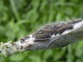 Tent caterpillar nest aka Lackey moth caterpillars. Malacosoma neustria. On Prunus spinosa twig.