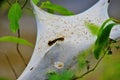 Tent caterpillar nest