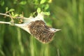 Tent caterpillar nest on a tree branch. Close-up Royalty Free Stock Photo