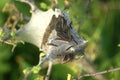 Tent caterpillar nest on a tree branch. Close-up Royalty Free Stock Photo