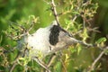 Tent caterpillar nest on a tree branch. Close-up Royalty Free Stock Photo