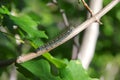 Tent Caterpillar Resting on the Branch of Bigtooth Maple