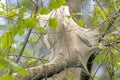 Tent Caterpillar web nest Royalty Free Stock Photo