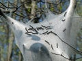 Tent Caterpillars Royalty Free Stock Photo