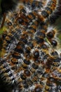 Tent-caterpillars Royalty Free Stock Photo