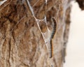 Tent caterpillars climbing a cocoon string. Royalty Free Stock Photo