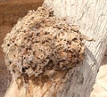 Tent caterpillars creating a cocoon around a tree section. Royalty Free Stock Photo