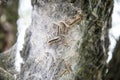 Tent caterpillars Royalty Free Stock Photo