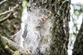 Tent caterpillars Royalty Free Stock Photo