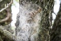 Tent caterpillars Royalty Free Stock Photo