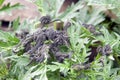 Tent Caterpillars Royalty Free Stock Photo