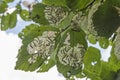 Tent Caterpillars on leaves Royalty Free Stock Photo