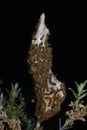 Tent caterpillars or moths larvae