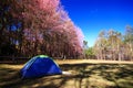 Tent with Cherry Blossom Garden Royalty Free Stock Photo
