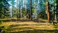 Tent in the forest