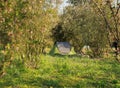 Tent in forests in summer sunny spring day family party picnic cozy easy balanced life Royalty Free Stock Photo