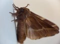 A tent lappet moth Malacosoma Royalty Free Stock Photo