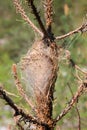 tent made by larvae of Pine Processionary like a nest for larvae of moth Royalty Free Stock Photo