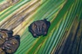 Tent-making Bat (Uroderma bilobatum) taken in Costa Rica Royalty Free Stock Photo