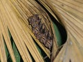 Tent-making Bat & x28;Uroderma bilobatum& x29; taken in Costa Rica Royalty Free Stock Photo