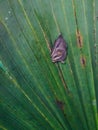 Tent-making Bat & x28;Uroderma bilobatum& x29; taken in Costa Rica Royalty Free Stock Photo