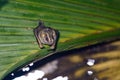 Tent-making Bat & x28;Uroderma bilobatum& x29; roosting in a palm frond, taken in Costa Rica Royalty Free Stock Photo