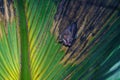 Tent-making Bat (Uroderma bilobatum) roosting in a palm frond, taken in Costa Rica Royalty Free Stock Photo