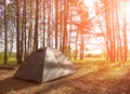 Tent in morning forest. Camping and beautiful nature
