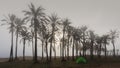 A tent in the morning in the palm forest on the beach in fog.