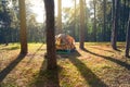 Tent on pine tree forest nature landscape background