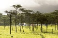 Tent site with grass field and pine tree wood in rain forest and sunrise cloud sky background landscape Royalty Free Stock Photo