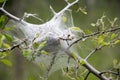 Tent worm nest