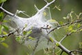 Tent worm nest Royalty Free Stock Photo