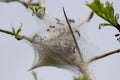 Tent worm nest Royalty Free Stock Photo