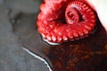 Tentacle of octopus with copy space Royalty Free Stock Photo
